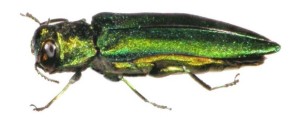 Tree-killing beetle found in Boston